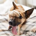 犬が『ウンチを隠す…