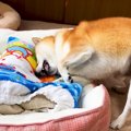 犬が『新しいベッド…