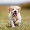 『お金がかかる犬』…