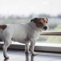 犬が『しっぽを下げ…