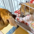同居犬を亡くし、悲…
