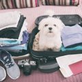 年末年始の帰省 愛犬…