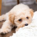 犬がよくする『甘え…