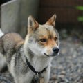雑種犬はミックス犬…
