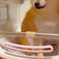 初めて『ドライルー…