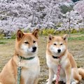 犬同士の「じゃれあ…