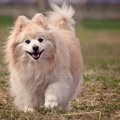 犬のスマイルはすべ…