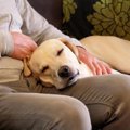 犬が人に甘えてくる…