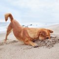犬が『穴』に顔を突…