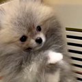赤ちゃん犬を飼った…