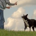 『飼育難易度の高い…