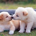  犬が顔をなめる本当…
