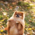 犬がジャンプを繰り…