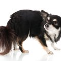 犬の気持ちはしっぽ…