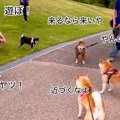 『5匹の柴犬』が集合…