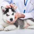 【獣医師監修】犬の…