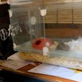 『ハムスターが見た…