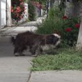 偶然見かけた犬を保…
