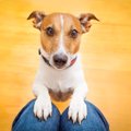 お願い～♡犬が『おね…