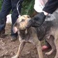 子犬工場崩壊現場の…