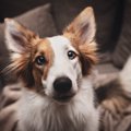 犬の『好きなニオイ…