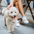 犬のオフ会に参加す…