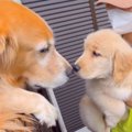 大型犬が『甥っ子と…