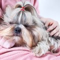 犬の臭い対策をしよう！原因別に見るその方法とは