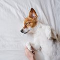 犬が『懐かなくなっ…