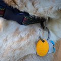 犬のネームタグのカ…