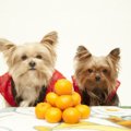 なぜ犬は『コタツ好…