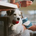 愛犬が異物を咥えて…