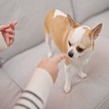 犬を『叱る』ときの…