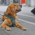 犬のダブルリードは…