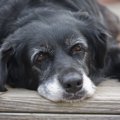 犬にも若白髪がある…