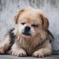 犬が『息苦しい時』…