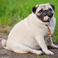 肥満犬に共通するNG…