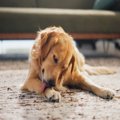 犬を『不安にさせる…