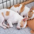犬の『平均睡眠時間…