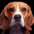 愛犬のストレスに繋…