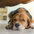 愛犬が目を開けたま…
