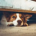犬の『テンションが…