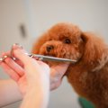 『犬に関わる仕事』…