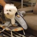 トリミングでさっぱ…