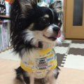 チワワの首輪の正し…