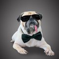 犬が活躍する映画　…