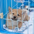 犬の留守番は何歳か…