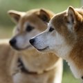 犬の世話に疲れた人…