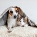 犬は「忠実」猫は「…