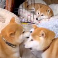 『ママ最強』柴犬姉…